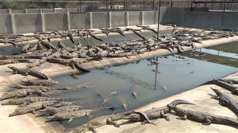 louis vuitton croc farm.